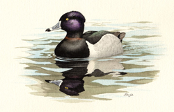 Ring-necked Duck