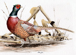 Ring-necked Pheasant