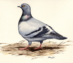 Rock Dove