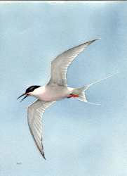 Roseate Tern