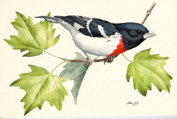 Rose-breasted Grosbeak