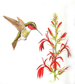 Ruby-throated Hummingbird