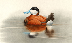 Ruddy Duck