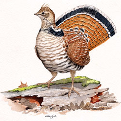 Ruffed Grouse