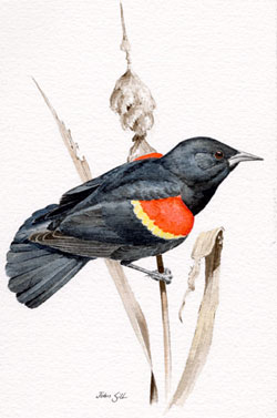 Red-winged Blackbird