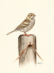 Savannah Sparrow