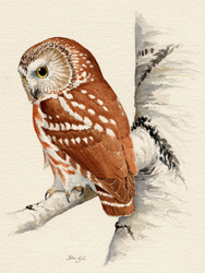 Northern Saw-whet Owl