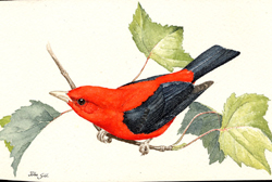 Scarlet Tanager