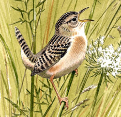 Sedge Wren