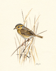 Saltmarsh Sharp-tailed Sparrow