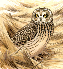 Short-eared Owl