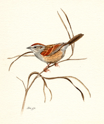 Swamp Sparrow