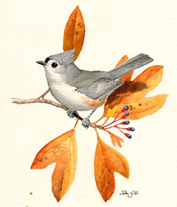 Tufted Titmouse