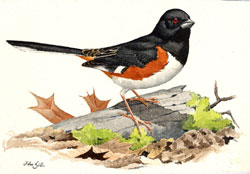 Eastern Towhee