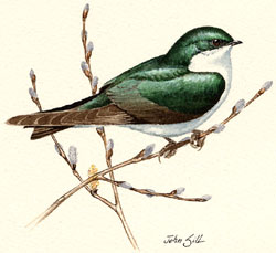 Tree Swallow