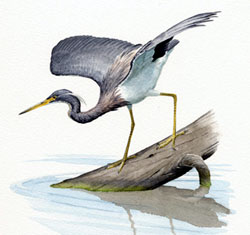 Tricolored Heron