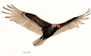 Turkey Vulture