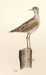 Upland Sandpiper