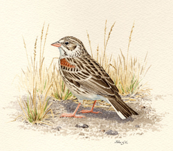 Vesper Sparrow