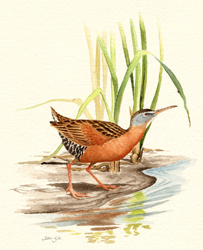 Virginia Rail