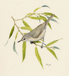 Warbling Vireo