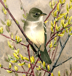 Willow Flycatcher