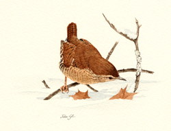 Winter Wren