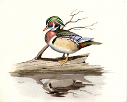 Wood Duck