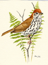 Wood Thrush