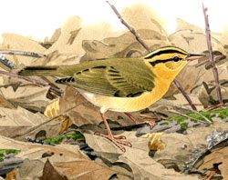 Worm-eating Warbler