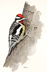 Yellow-bellied Sapsucker