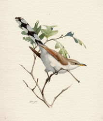 Yellow-billed Cuckoo