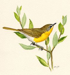 Yellow-breasted Chat