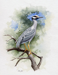 Yellow-crowned Night-Heron