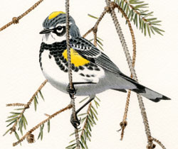 Yellow-rumped Warbler