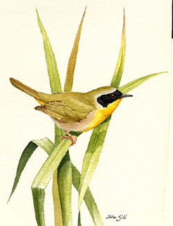 Common Yellowthroat