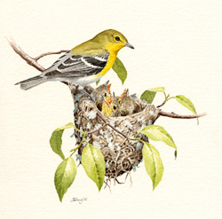 Yellow-throated Vireo