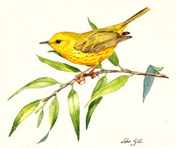 Yellow Warbler