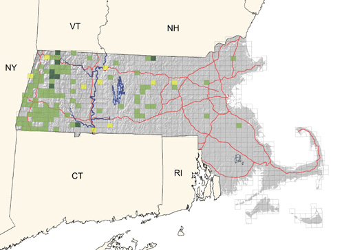 uncommon in moist thickets in higher elevations of western portion of state; slowly spreading eastward