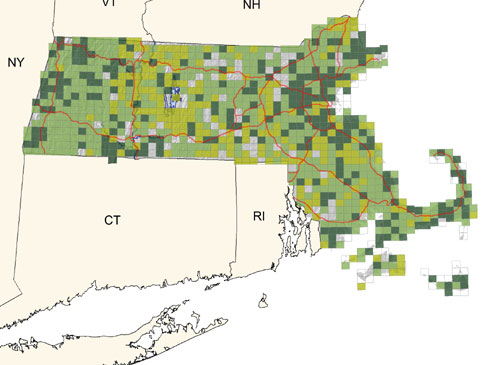 common and widespread in shrubby fields, second-growth woodlands, and roadside edges