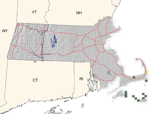 uncommon and local on the outer Cape and Islands; increasing