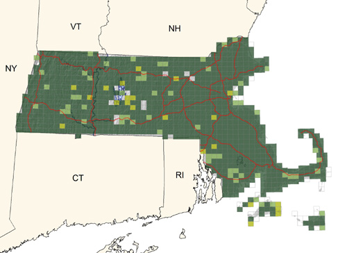 very common and widespread; absent on treeless islands