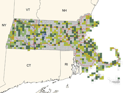 uncommon but widespread; distribution limited by availability of suitable nesting banks