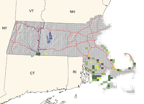 fairly common in thickets of southeastern Massachusetts; steadily increasing in many lowland areas throughout the state