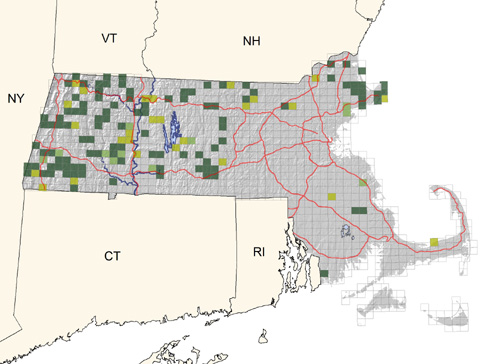 uncommon in small colonies in western regions, less common eastward; probably declining