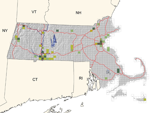 uncommon and local on rooftops of larger cities; ground nesting recorded in Plymouth County