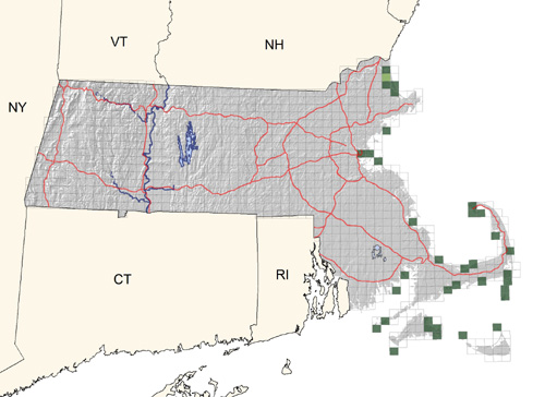 locally common along coast, less numerous north of Boston; population stable at present