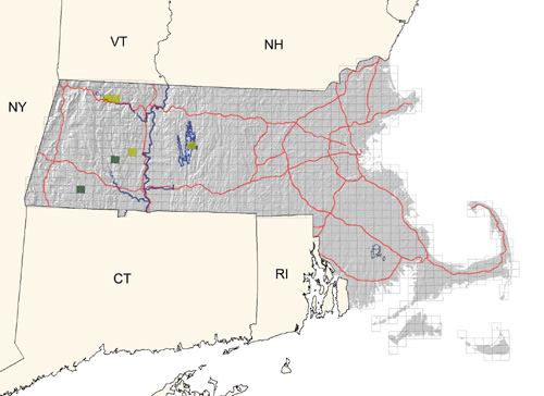 rare and local along major rivers in western portion of state; also at Quabbin Reservoir