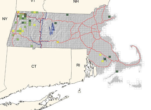 locally uncommon in spruces at higher elevations of western regions; recently found nesting in maturing spruce plantations near reservoirs in eastern Massachusetts