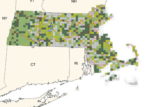 uncommon in mature deciduous wet woodlands; much scarcer on the Cape and Martha‘s Vineyard